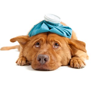 dzivnieku apdrosinasana lionvet